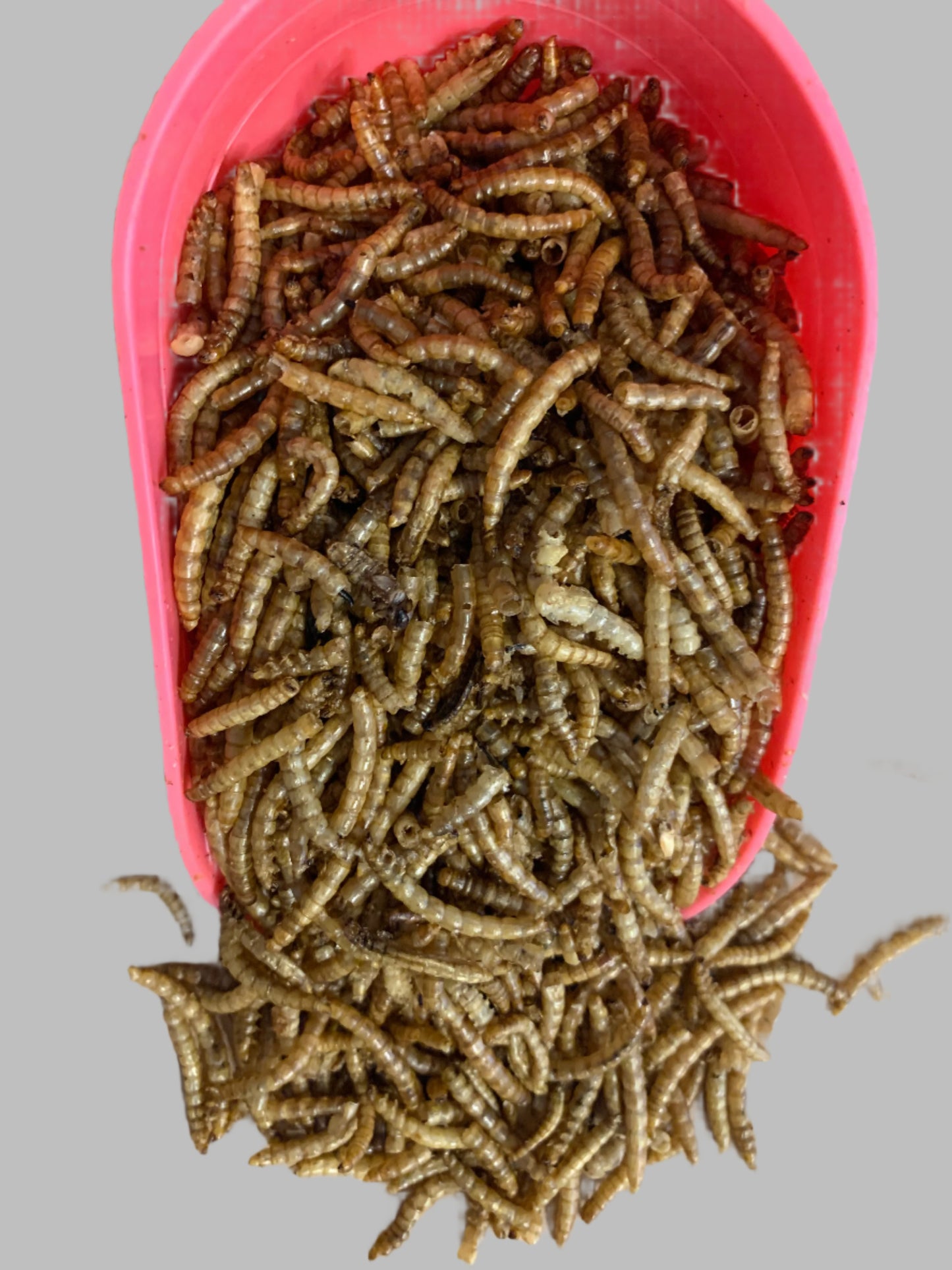 dried mealworms, wild bird food, really wild bird food