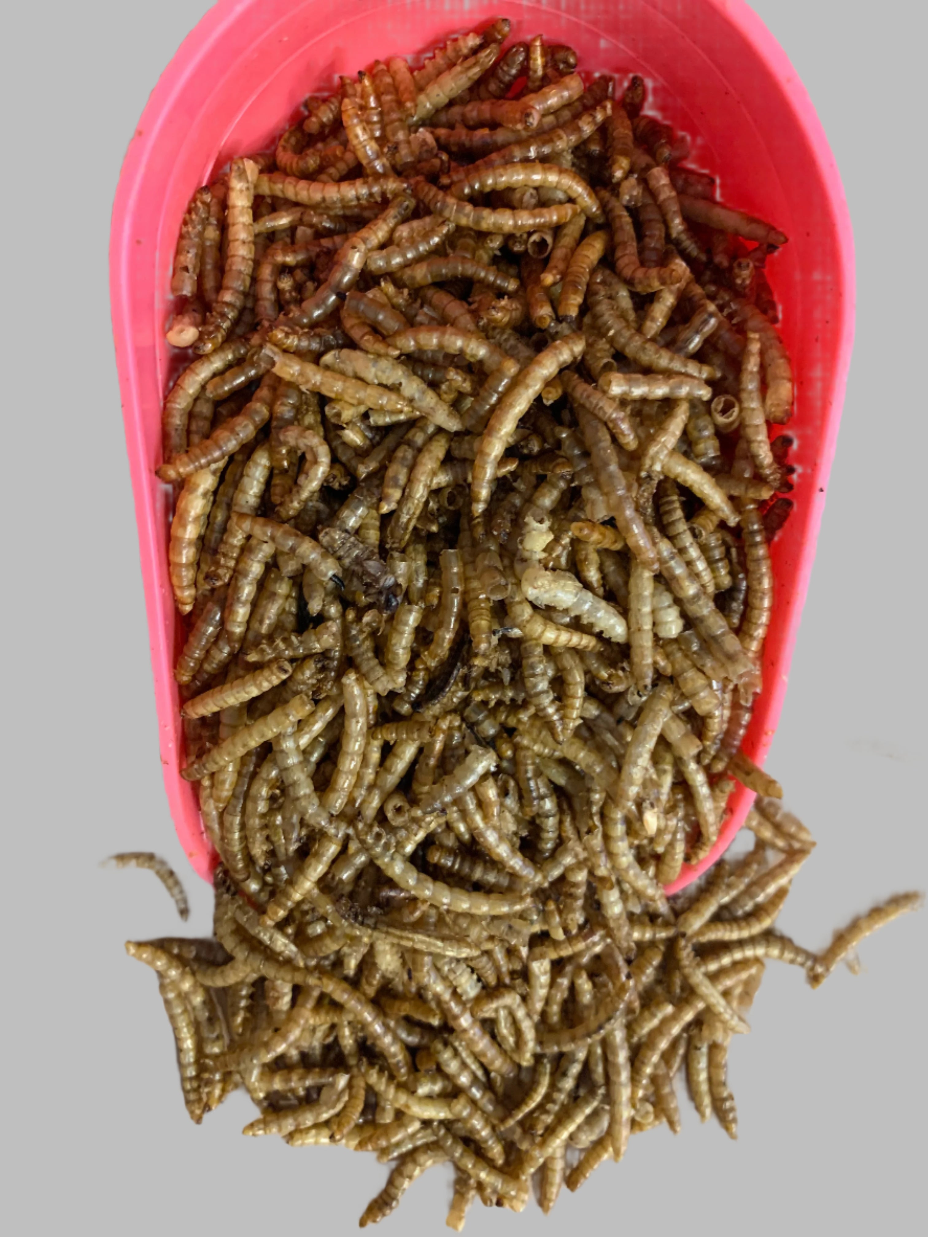 dried mealworms, wild bird food, really wild bird food