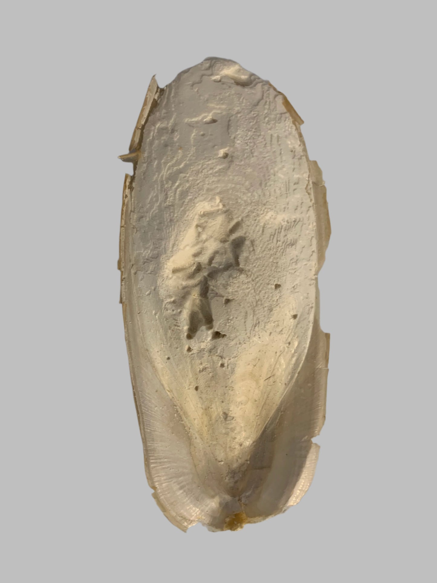 cuttlefish bone, cuttlefish bone for birds, cuttlefish bone for budgies, cuttlefish bone for snails, front side