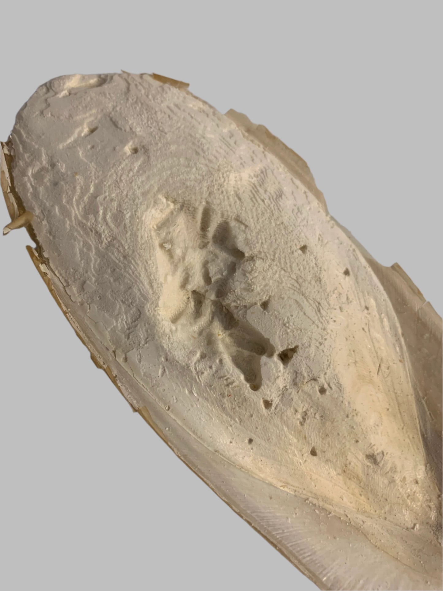 cuttlefish bone, cuttlefish bone for birds, cuttlefish bone for budgies, cuttlefish bone for snails, left side