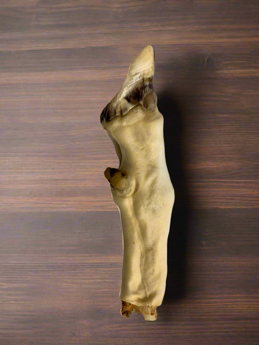 Goat Foot, Natural Dog Treat, Front Side