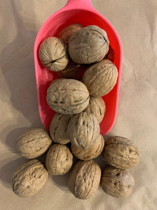walnuts, nuts for squirrels, nuts for squirrels uk, nuts for squirrels bulk, front side