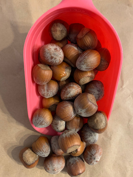 hazlenuts, nuts for squirrels, nuts for squirrels uk, nuts for squirrels bulk, front side