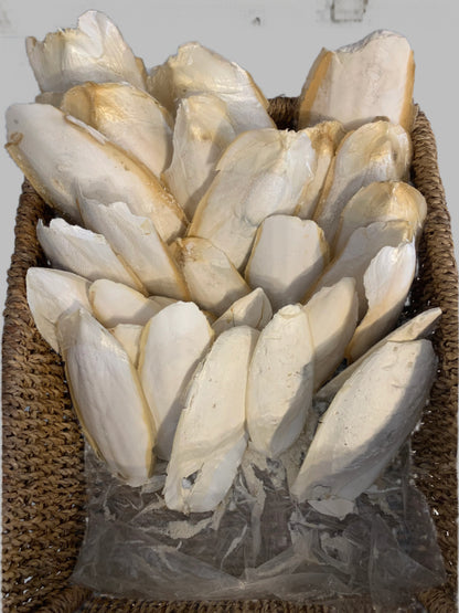 cuttlefish bone, cuttlefish bone for birds, cuttlefish bone for budgies, cuttlefish bone for snails, collage side