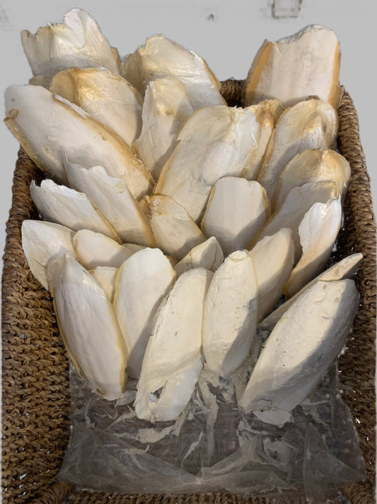 cuttlefish bone, cuttlefish bone for birds, cuttlefish bone for budgies, cuttlefish bone for snails, collage side