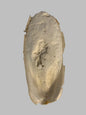 cuttlefish bone, cuttlefish bone for birds, cuttlefish bone for budgies, cuttlefish bone for snails, front side, pets at home