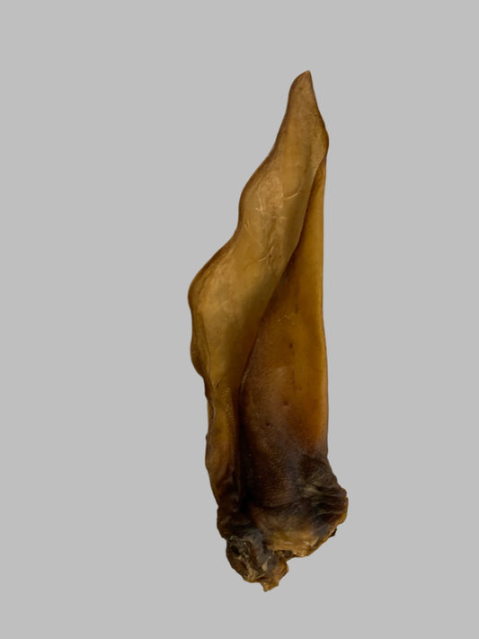 Hairless Cow Ear
